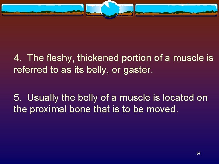 4. The fleshy, thickened portion of a muscle is referred to as its belly,