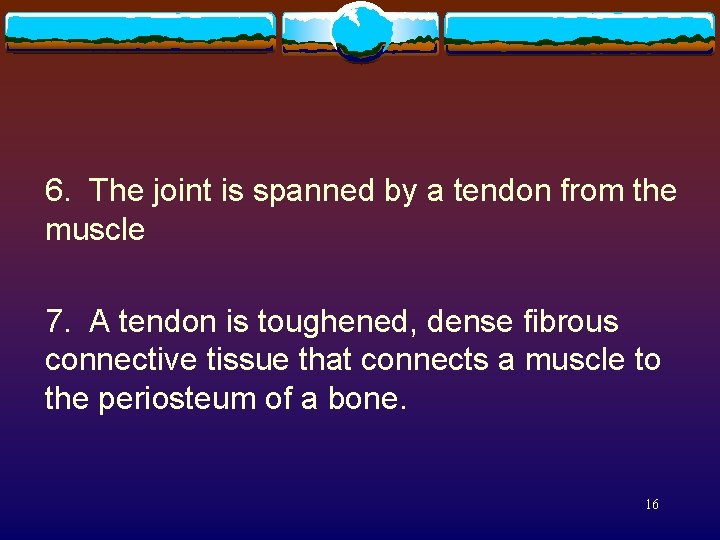 6. The joint is spanned by a tendon from the muscle 7. A tendon