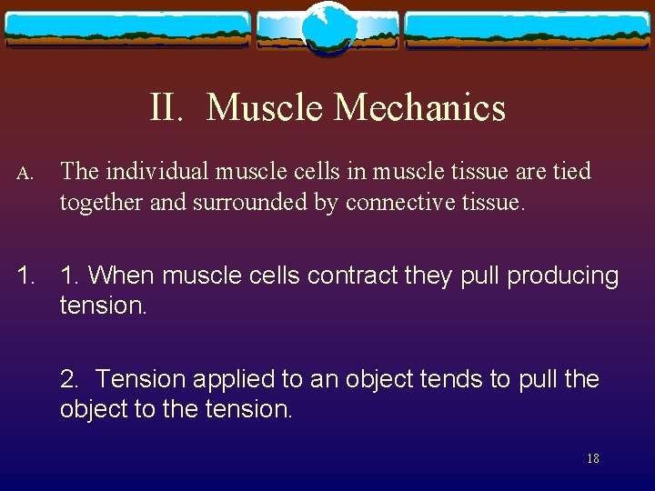 II. Muscle Mechanics A. The individual muscle cells in muscle tissue are tied together