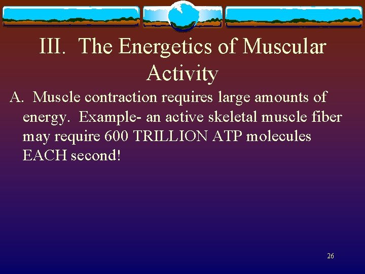 III. The Energetics of Muscular Activity A. Muscle contraction requires large amounts of energy.