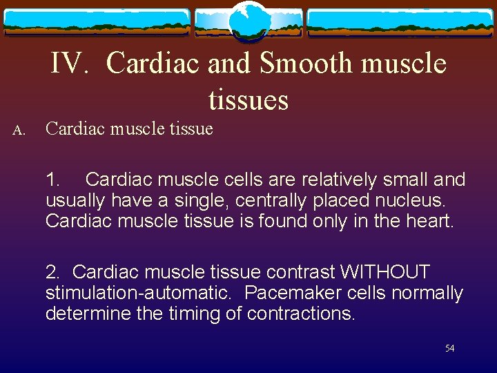 IV. Cardiac and Smooth muscle tissues A. Cardiac muscle tissue 1. Cardiac muscle cells