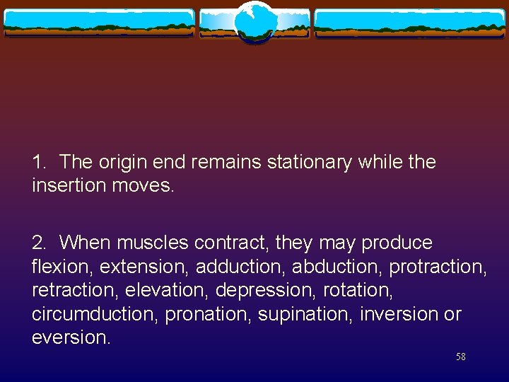  1. The origin end remains stationary while the insertion moves. 2. When muscles