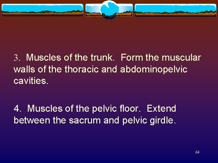  3. Muscles of the trunk. Form the muscular walls of the thoracic and