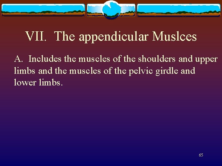 VII. The appendicular Muslces A. Includes the muscles of the shoulders and upper limbs