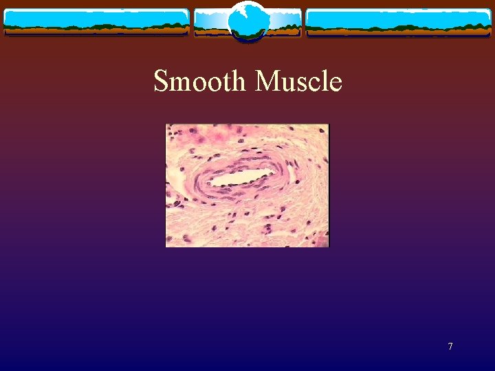 Smooth Muscle 7 