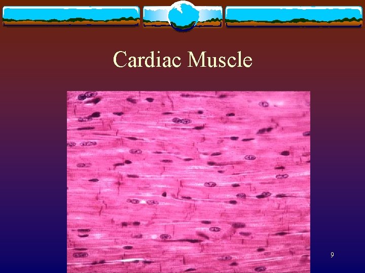 Cardiac Muscle 9 