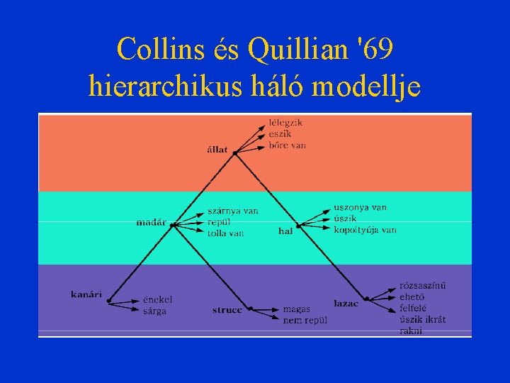 Collins és Quillian '69 hierarchikus háló modellje 
