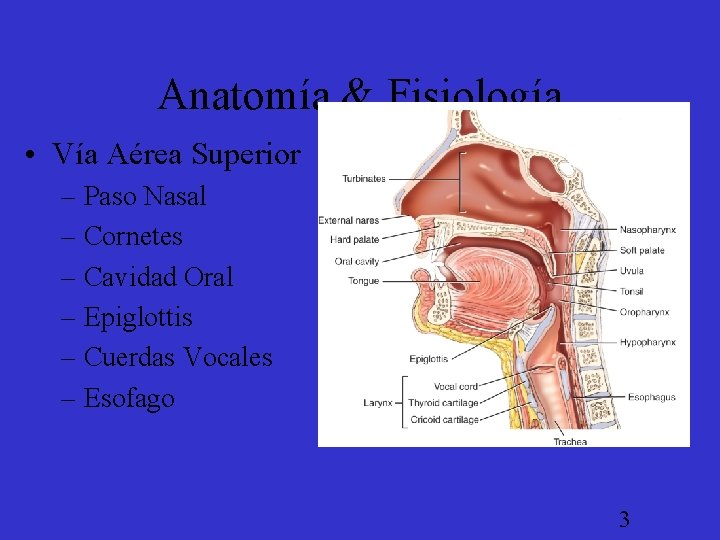 Anatomía & Fisiología • Vía Aérea Superior – Paso Nasal – Cornetes – Cavidad