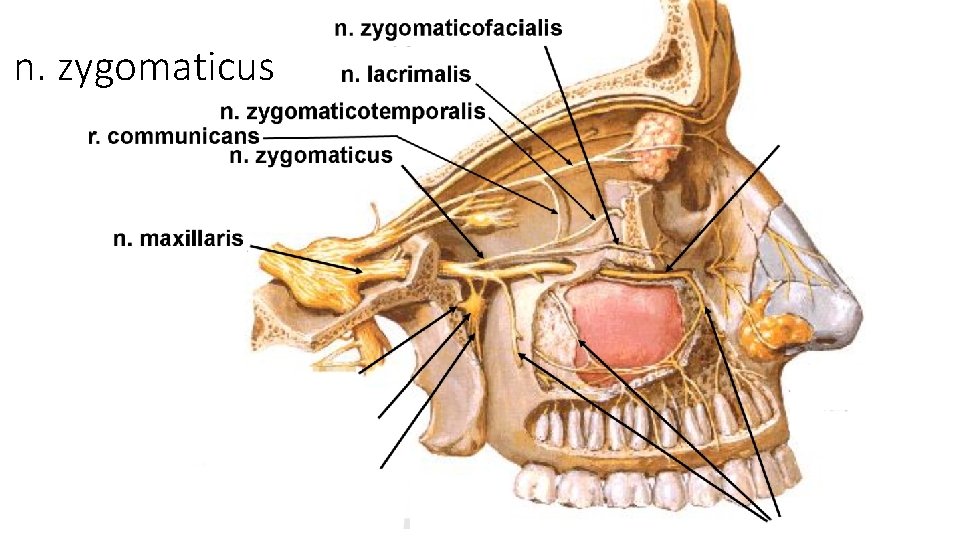 n. zygomaticus n. zygomaticus