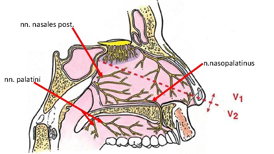 nn. nasales post. n. nasopalatinus nn. palatini nn. nasales post. n. nasopalatinus nn. palatini