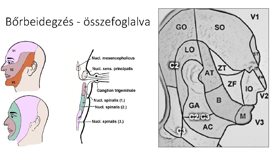 Bőrbeidegzés - összefoglalva Bőrbeidegzés - összefoglalva