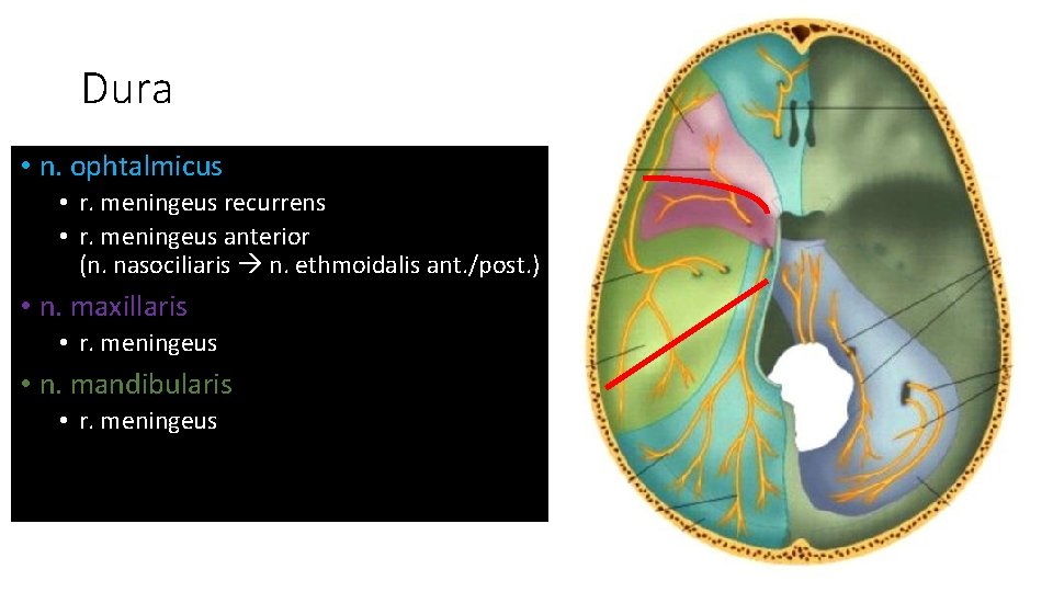 Dura • n. ophtalmicus • r. meningeus recurrens • r. meningeus anterior (n. nasociliaris Dura • n. ophtalmicus • r. meningeus recurrens • r. meningeus anterior (n. nasociliaris