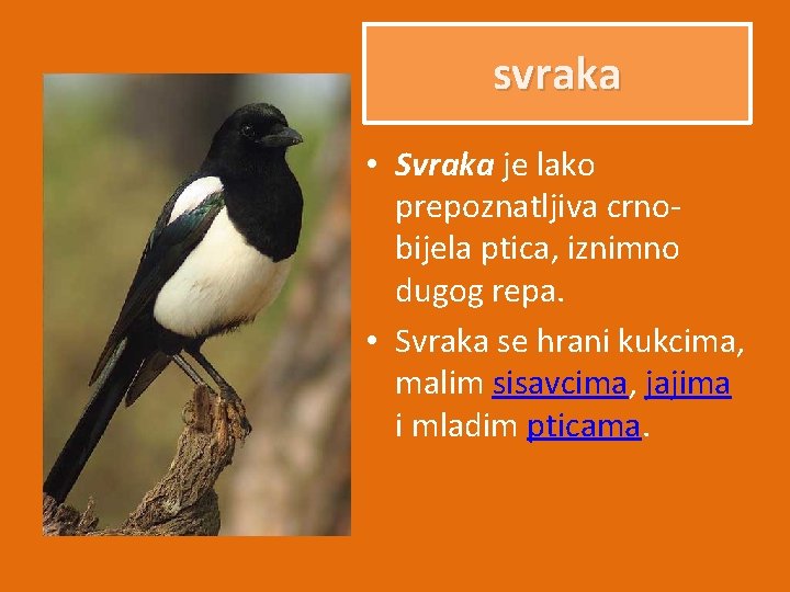 svraka • Svraka je lako prepoznatljiva crnobijela ptica, iznimno dugog repa. • Svraka se