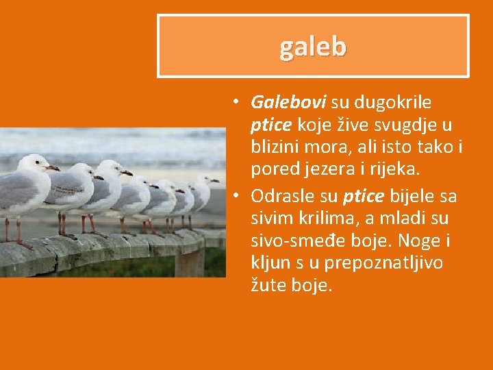 galeb • Galebovi su dugokrile ptice koje žive svugdje u blizini mora, ali isto