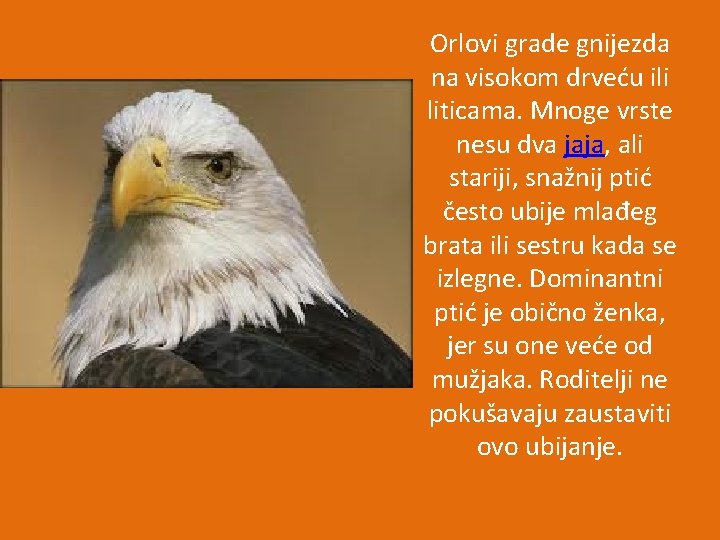 Orlovi grade gnijezda na visokom drveću ili liticama. Mnoge vrste nesu dva jaja, ali