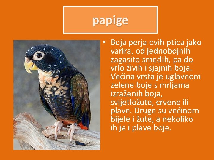 papige • Boja perja ovih ptica jako varira, od jednobojnih zagasito smeđih, pa do