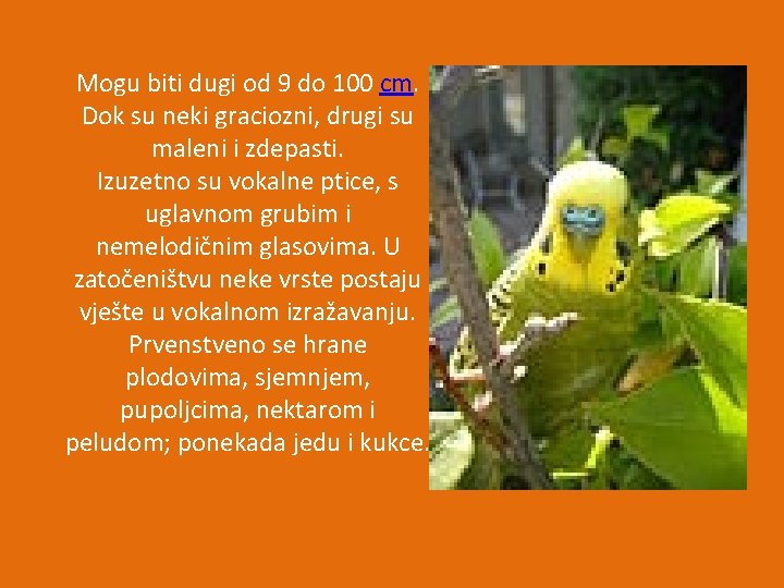 Mogu biti dugi od 9 do 100 cm. Dok su neki graciozni, drugi su