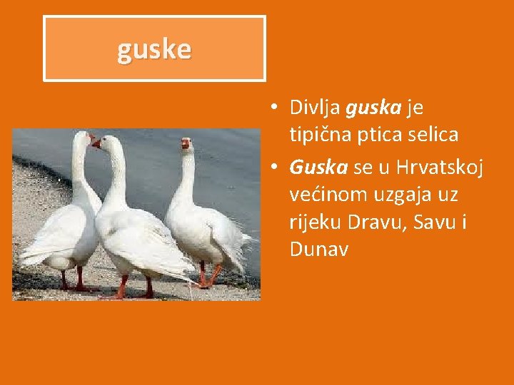 guske • Divlja guska je tipična ptica selica • Guska se u Hrvatskoj većinom