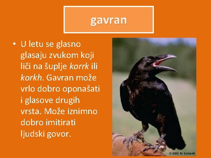 gavran • U letu se glasno glasaju zvukom koji liči na šuplje korrk ili