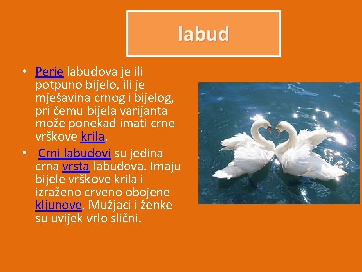 labud • Perje labudova je ili potpuno bijelo, ili je mješavina crnog i bijelog,
