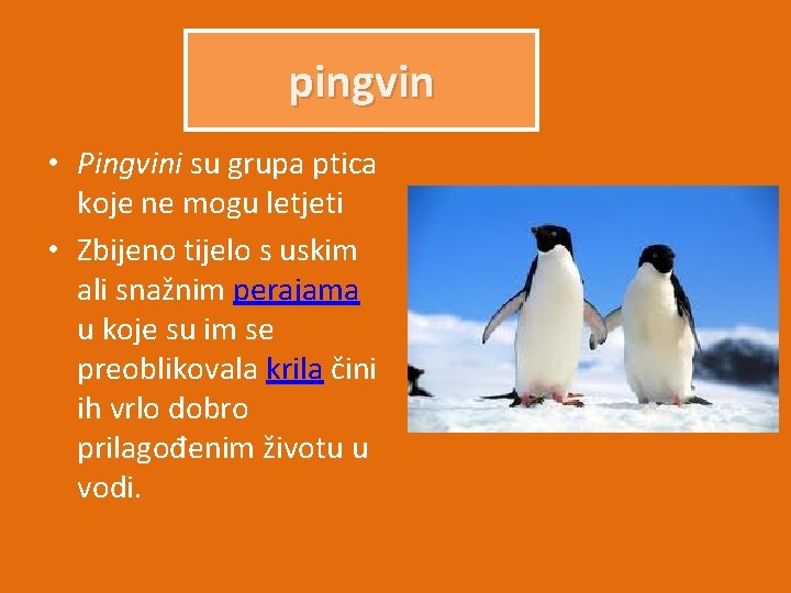 pingvin • Pingvini su grupa ptica koje ne mogu letjeti • Zbijeno tijelo s