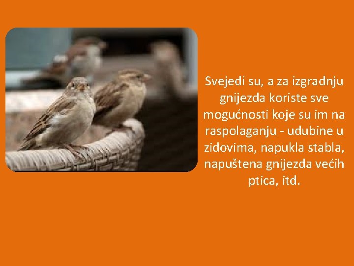 Svejedi su, a za izgradnju gnijezda koriste sve mogućnosti koje su im na raspolaganju