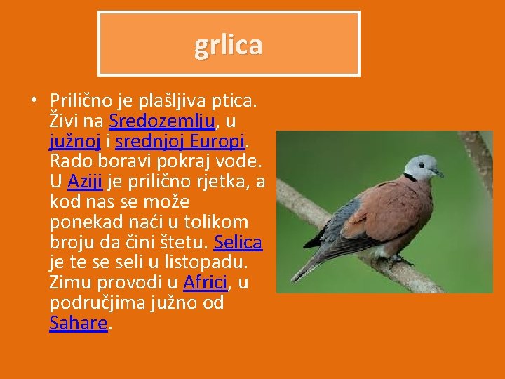 grlica • Prilično je plašljiva ptica. Živi na Sredozemlju, u južnoj i srednjoj Europi.