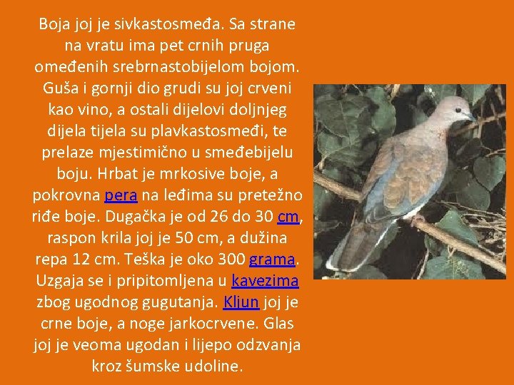 Boja joj je sivkastosmeđa. Sa strane na vratu ima pet crnih pruga omeđenih srebrnastobijelom