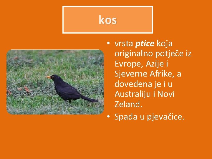 kos • vrsta ptice koja originalno potječe iz Evrope, Azije i Sjeverne Afrike, a