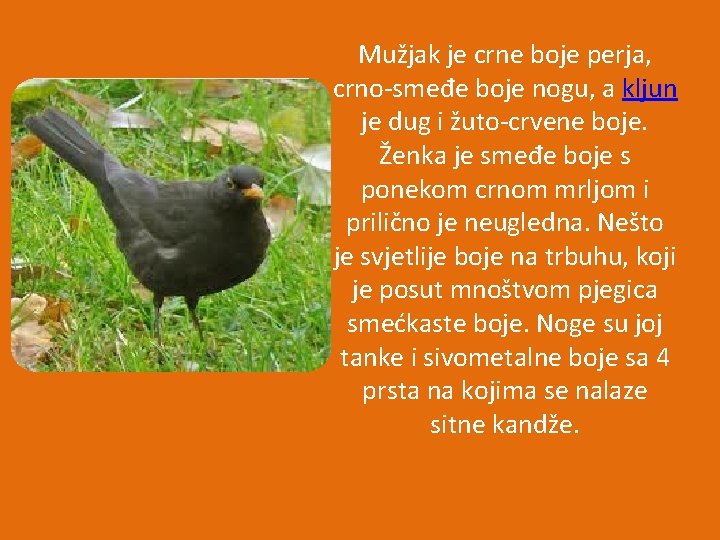 Mužjak je crne boje perja, crno-smeđe boje nogu, a kljun je dug i žuto-crvene