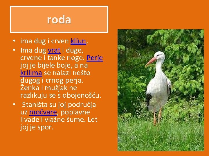 roda • ima dug i crven kljun. • Ima dug vrat i duge, crvene