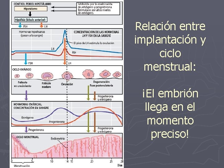 Relación entre implantación y ciclo menstrual: ¡El embrión llega en el momento preciso! 