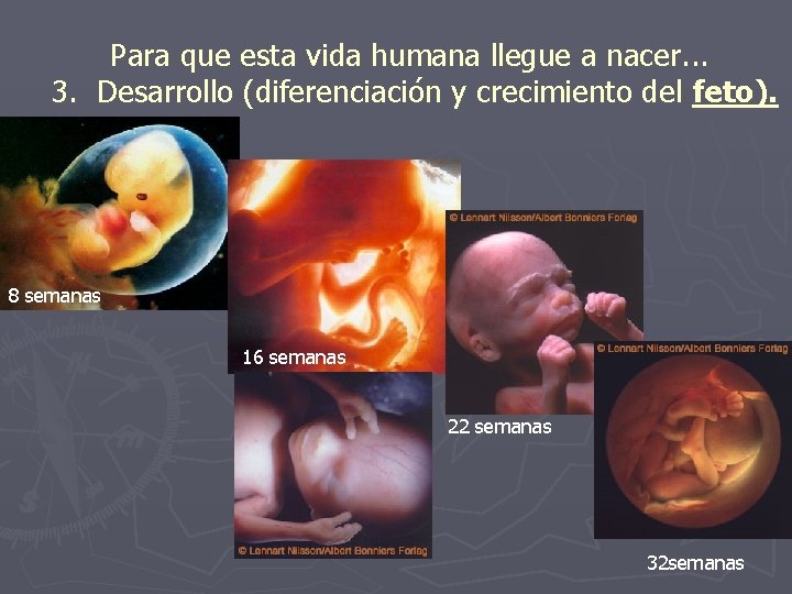 Para que esta vida humana llegue a nacer. . . 3. Desarrollo (diferenciación y