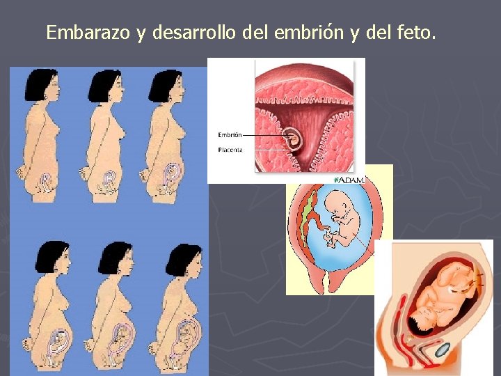 Embarazo y desarrollo del embrión y del feto. Embarazo y desarrollo del embrión y del feto.