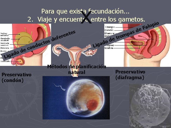 x Para que exista fecundación. . . 2. Viaje y encuentro entre los gametos.