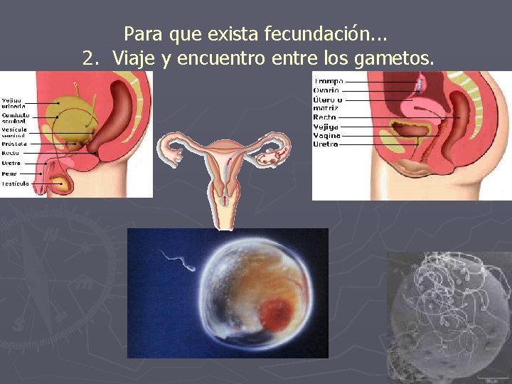 Para que exista fecundación. . . 2. Viaje y encuentro entre los gametos. Para que exista fecundación. . . 2. Viaje y encuentro entre los gametos.