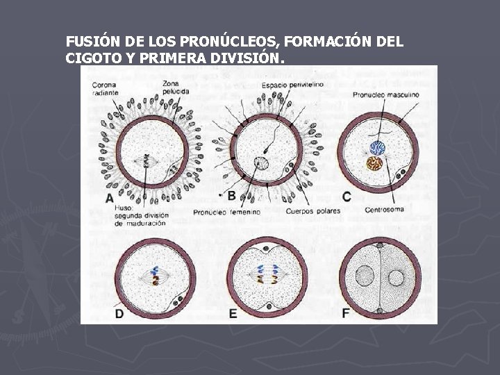 FUSIÓN DE LOS PRONÚCLEOS, FORMACIÓN DEL CIGOTO Y PRIMERA DIVISIÓN. 