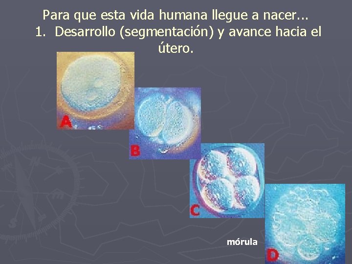 Para que esta vida humana llegue a nacer. . . 1. Desarrollo (segmentación) y