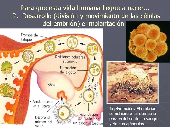 Para que esta vida humana llegue a nacer. . . 2. Desarrollo (división y