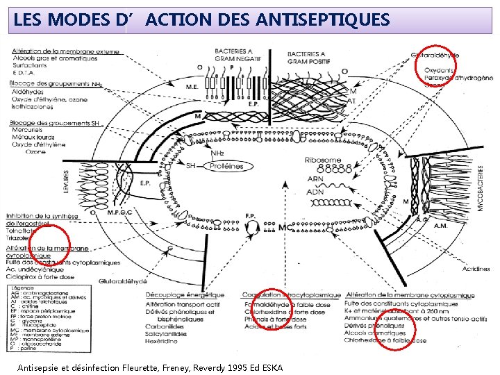 LES MODES D’ACTION DES ANTISEPTIQUES 29 Antisepsie et désinfection Fleurette, Freney, Reverdy 1995 Ed LES MODES D’ACTION DES ANTISEPTIQUES 29 Antisepsie et désinfection Fleurette, Freney, Reverdy 1995 Ed