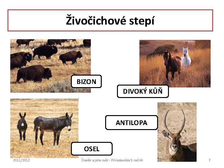Živočichové stepí bizon BIZON DIVOKÝ KŮŇ ANTILOPA OSEL 2011/2012 Člověk a jeho svět -