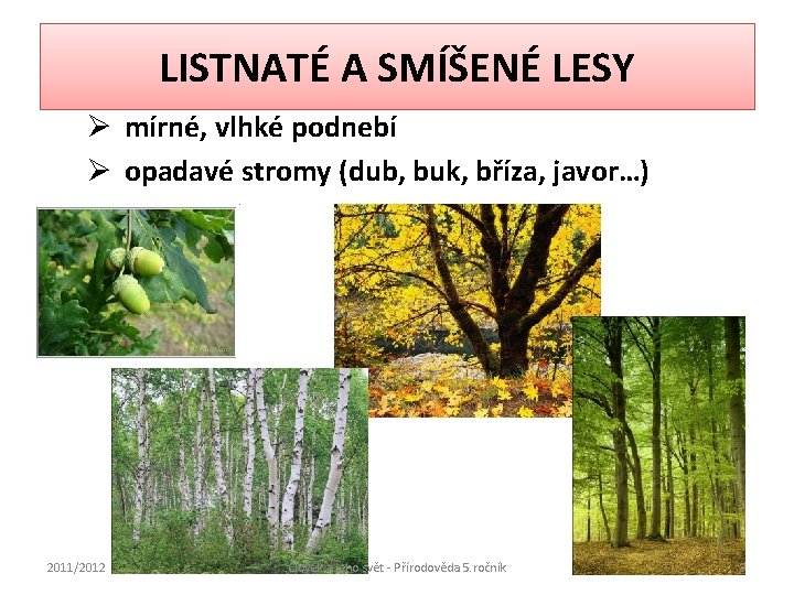 LISTNATÉ A SMÍŠENÉ LESY Ø mírné, vlhké podnebí Ø opadavé stromy (dub, buk, bříza,