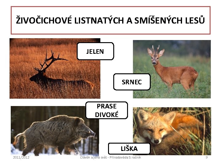 ŽIVOČICHOVÉ LISTNATÝCH A SMÍŠENÝCH LESŮ JELEN SRNEC jelen lesní srnec obecný PRASE DIVOKÉ LIŠKA