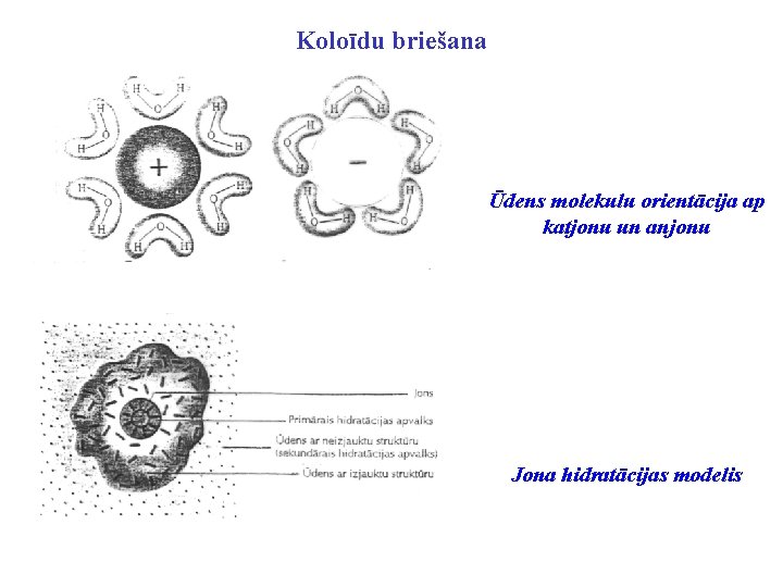 Koloīdu briešana Ūdens molekulu orientācija ap katjonu un anjonu Jona hidratācijas modelis 