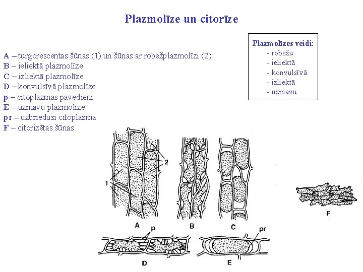 Plazmolīze un citorīze A – turgorescentas šūnas (1) un šūnas ar robežplazmolīzi (2) B