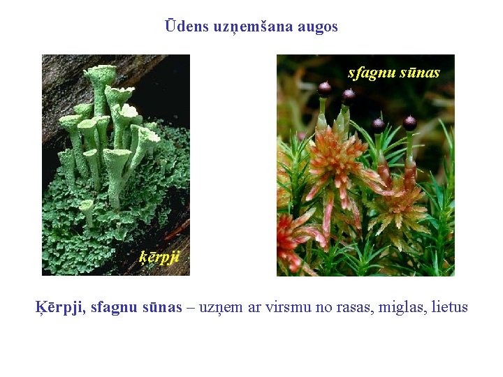 Ūdens uzņemšana augos sfagnu sūnas ķērpji Ķērpji, sfagnu sūnas – uzņem ar virsmu no