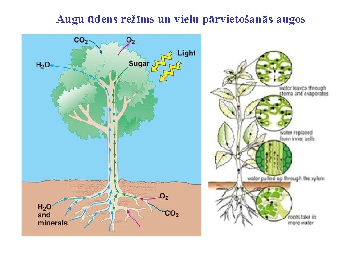 Augu ūdens režīms un vielu pārvietošanās augos 