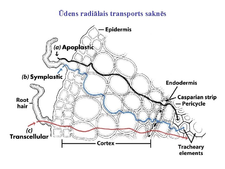 Ūdens radiālais transports saknēs 