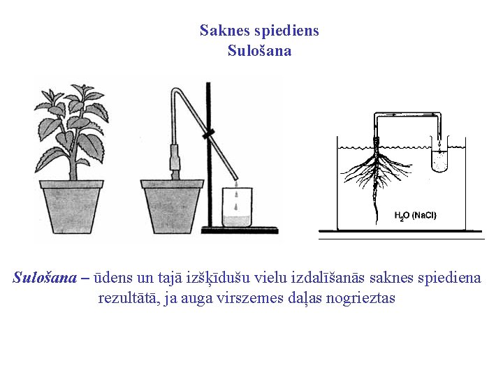 Saknes spiediens Sulošana – ūdens un tajā izšķīdušu vielu izdalīšanās saknes spiediena rezultātā, ja