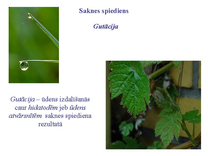 Saknes spiediens Gutācija – ūdens izdalīšanās caur hidatodēm jeb ūdens atvārsnītēm saknes spiediena rezultatā